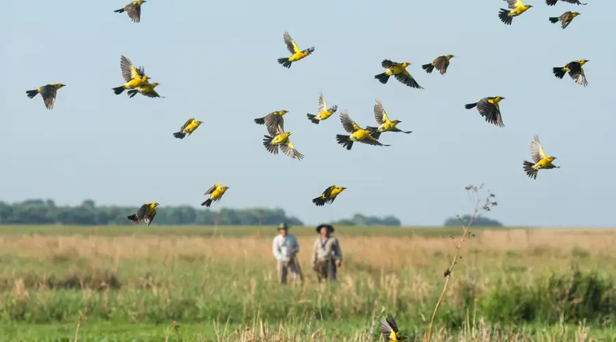 Turismo de Avistamiento de Aves