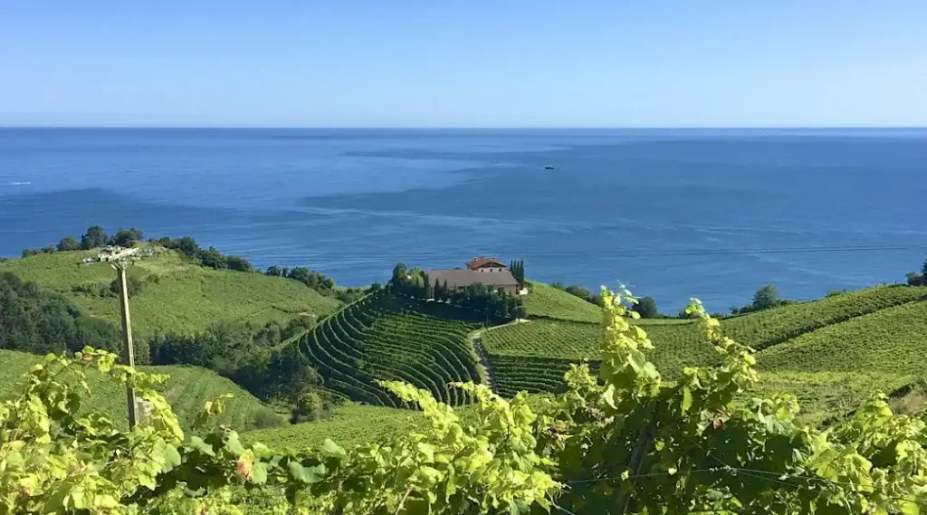 Txakoli en Guipuzcoa vides